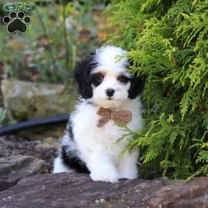Brady, Cavapoo Puppy